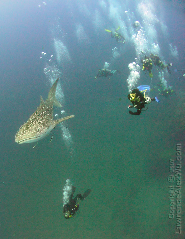 whale shark attack. hair Photos Whale Shark Side